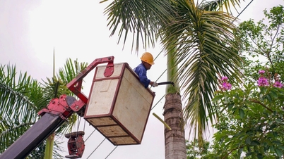 Xử lý gần 150 cây xanh nguy hiểm trước bão
