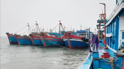 Ứng phó với bão số 9: Các tàu thuyền phải vào bờ neo đậu an toàn trước 14 giờ ngày 24/9
