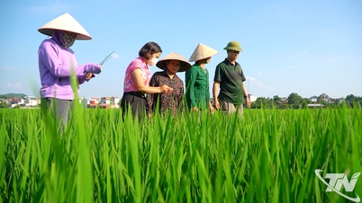 Diversified products from local rice