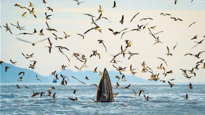 Heritage Photography Awards - Heritage Journey 2025: Fotoserie av valar i Nhon Ly-havet vann två topppriser
