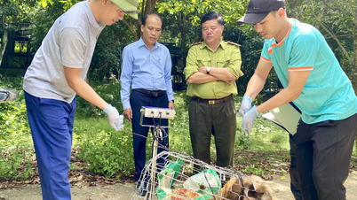 ປ່າສະຫງວນແຫ່ງຊາດ ຜົ້ງສາລີ - ເຄບາງ ໄດ້ຮັບໝາກຂາມຫາງໝູ 1 ໂຕ