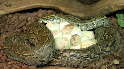 恐怖：巨大なアフリカニシキヘビがヒョウを飲み込む、奇妙な姿