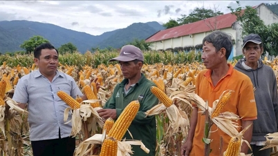 Demonstration der Hybridmaissorte CP 511S mit Insektenresistenz und hohem Ertrag in Ham Thanh