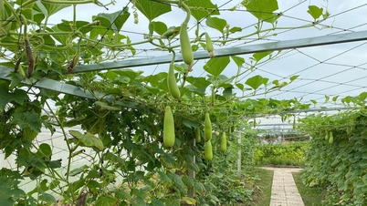 Bất ngờ với vườn rau sạch tự cung, thầy cô và sinh viên cùng chăm sóc