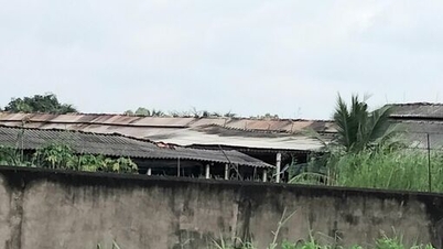 Yêu cầu trại gà khắc phục tình trạng gây ô nhiễm