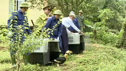 Freilassung vieler seltener Wildtiere im Phong Nha-Ke Bang-Wald