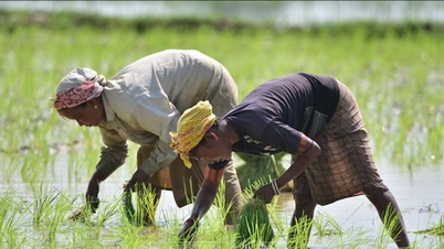 Ấn Độ siết lại xuất khẩu gạo