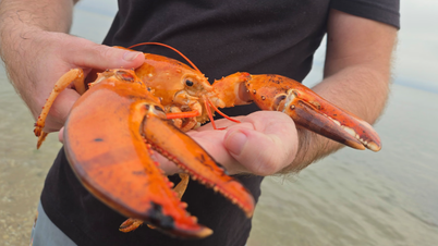 Nasib beruntung lobster 'jeruk rebus' super langka