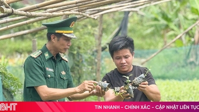 ជនជាតិ Chut ពិសោធជាមួយការដាំដុះ "មាសបៃតង" ពីភ្នំនិងព្រៃឈើ។
