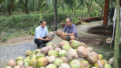 ដូង​ស្ងួត​មាន​តម្លៃ​ខ្ពស់​នាំ​ផល​ចំណេញ​ខ្ពស់​ដល់​កសិករ។