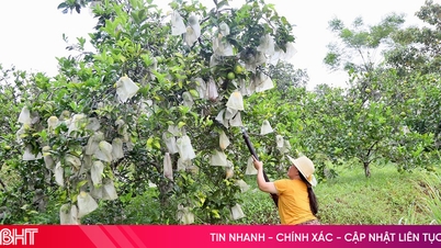 កសិករ Ha Tinh ការពារដើមឈើហូបផ្លែ និងដំណាំឱ្យបានហ្មត់ចត់ពីព្យុះលេខ ១០