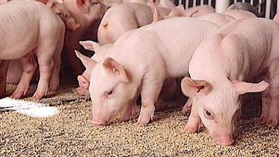 De varkensprijzen in de Centrale Hooglanden zijn stabiel, met een daling van 1.000 VND/kg voor Gia Lai.