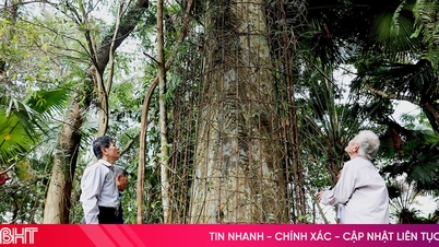 ដើមក្រសាំងអាយុ 500 ឆ្នាំនៅ Huong Khe ត្រូវបានទទួលស្គាល់ថាជាមែកធាងបេតិកភណ្ឌវៀតណាម