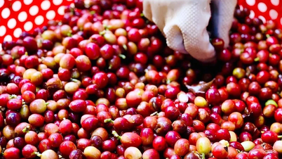 Kopi diterbalikkan untuk meningkat, harga belian tertinggi 115,700 VND/kg