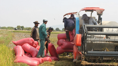 Gia Lai: Farmers worried because of sharp drop in rice prices