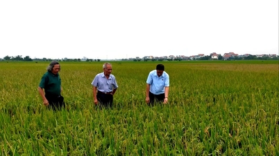 85% of the flowering rice area is at risk of late-season pests and diseases.
