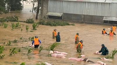 Công an, quân sự xã Nghĩa Đàn kịp thời cứu đàn lợn trong biển nước