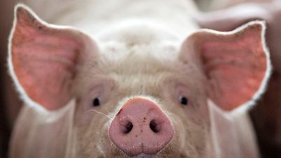 Prix ​​du porc aujourd'hui 29 septembre : trois régions rétablissent un seuil de sécurité
