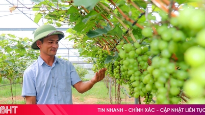 Ha Tinh baut eine mehrwertige, ökologische und nachhaltige Landwirtschaft auf