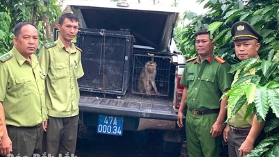 Commune d'Ea M'Droh : les habitants ont remis deux singes aux autorités