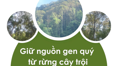 Preserving valuable genetic resources from superior tree forests