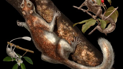Squirrel-like creature, possibly a distant ancestor of humans
