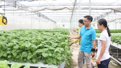 VietGAP基準を満たす野菜は1%未満：ベトナム人はどのような基準の野菜を食べているのでしょうか？