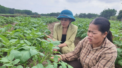 The one who sows 'warmth' in the fields of Na Bac