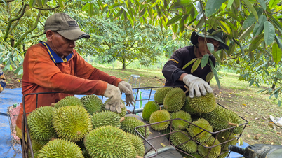 Harga durian naik, ekspor buah dan sayur pulih
