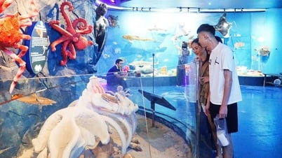 Erkunden Sie den Lebensraum des Meeres in einer Tiefe von bis zu 6.000 m in Nha Trang