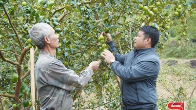 Hiệu quả mô hình “Nông dân dạy nông dân”
