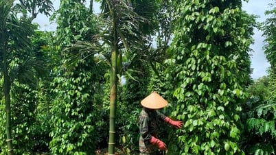 Giá tiêu hôm nay 3/9/2025: Tiếp tục tăng mạnh
