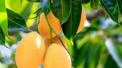 Loại cây người Việt thường ăn quả, không ngờ lá lại là "thuốc quý"