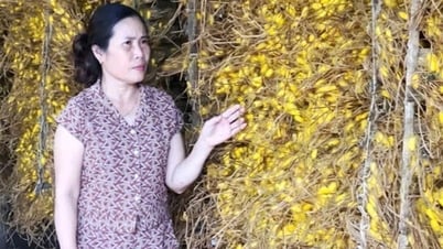 Keberkesanan model penanaman mulberi dan menternak ulat sutera di bilik sejuk di Vu Tien