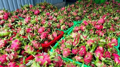 लाम डोंग: ड्रैगन फ्रूट को गर्म करके पकाने के अतिरिक्त उपायों पर बातचीत का प्रस्ताव