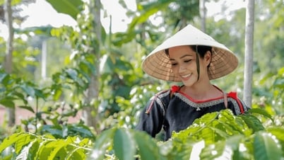 Giá cà phê hôm nay 3/9/2025: Quay đầu giảm mạnh