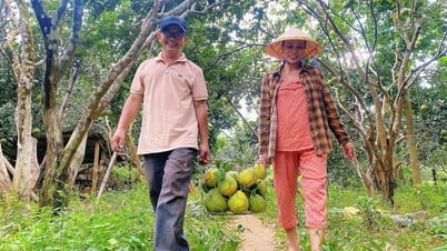 Hue-Pomelos haben gerade Saison und sind zum ersten Mal in einem großen Supermarkt in Ho-Chi-Minh-Stadt erhältlich.