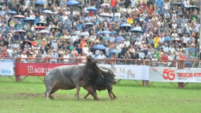 ក្របីលេខ០៦ ឈ្នះជើងឯក Do Son buffalo fight festival 2025