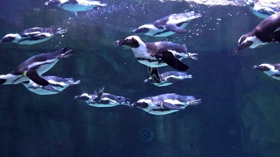 Meet 16 African penguins at Lotte World Aquarium Hanoi