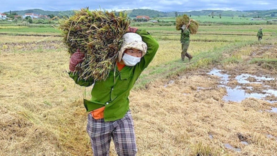 នៅ​ថ្ងៃ​ទី​៣០ ខែ​កញ្ញា តម្លៃ​អង្ករ​ស្រស់​បាន​កើន​ឡើង ២០០-៤០០​ដុង/គីឡូក្រាម