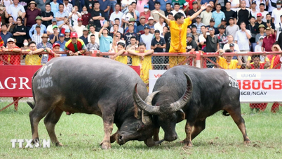 Do Son buffalo fighting festival demonstrates the martial spirit of coastal people