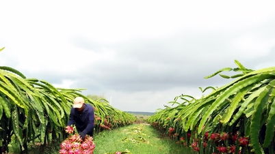 Deep processing of dragon fruit: A sustainable direction for farmers