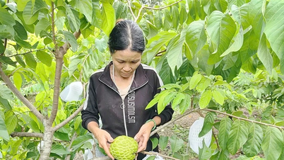 Sản xuất nông sản theo hướng hàng hóa