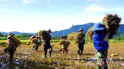 Ekonomi - Kelompok Pertahanan 92 membantu warga memanen padi pasca badai