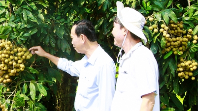 ប្រសិទ្ធភាពនៃការផលិតដើមឈើហូបផ្លែអន្តររដូវ