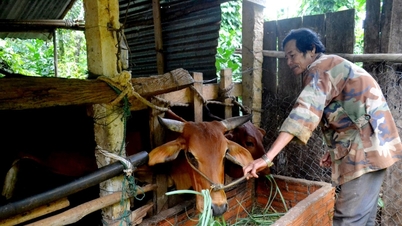 Finding a direction for household livestock farming