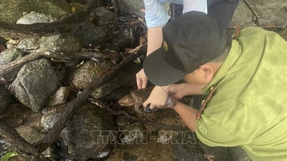 Quảng Ngãi thả cá thể rùa đầu to quý hiếm về lại tự nhiên