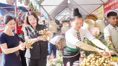 El viaje para convertirse en el huerto de longan líder en el país