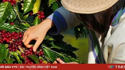 Kopi Vietnam mengesahkan kedudukannya dalam pasaran dunia