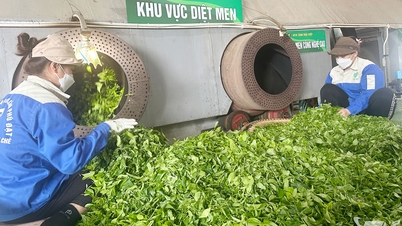 Thai Nguyen reorganisiert den Cooperative Development Support Fund